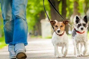 سگ گردانی در بندرعباس ممنوع شد