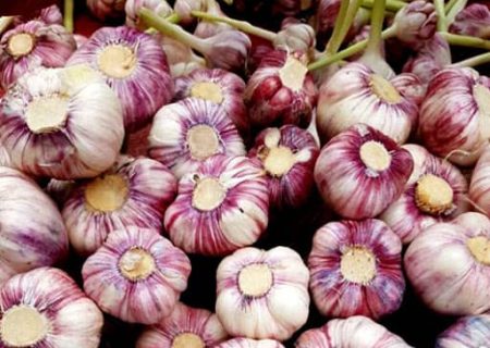 کشت سیر در ۹۰ هکتار از اراضی کشاورزی بشاگرد آغاز شد