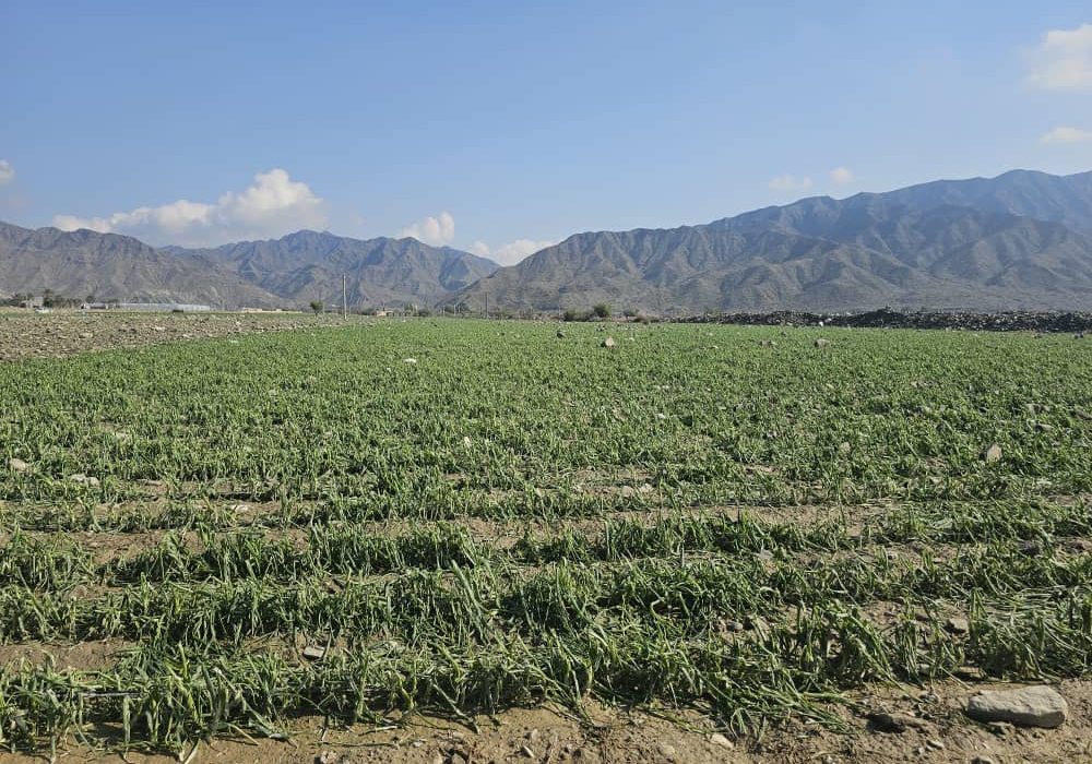 ۶ هزار هکتار از اراضی کشاورزی آسیب دید