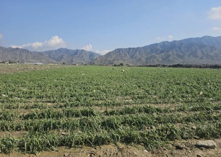 ۶ هزار هکتار از اراضی کشاورزی آسیب دید