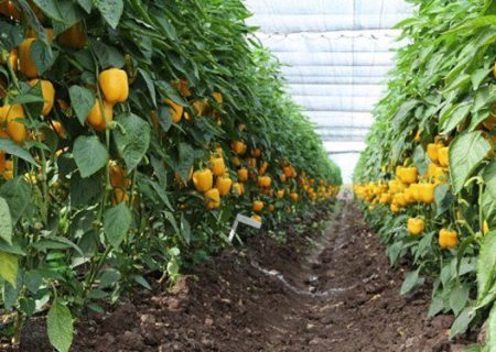 برداشت ۱۰ هزار تن محصولات گلخانه ایی در میناب