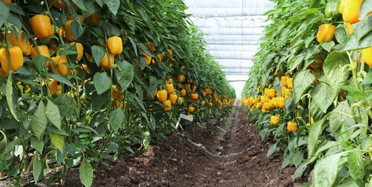 برداشت ۱۰ هزار تن محصولات گلخانه ایی در میناب