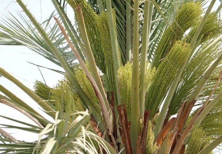 پایان عملیات گرده افشانی در نخلستان‌های هرمزگان