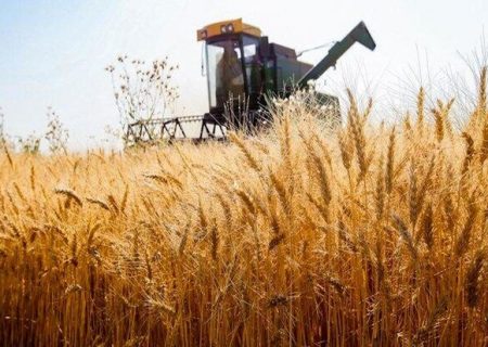 برداشت خوشه‌های طلایی گندم از مزارع میناب آغاز شد