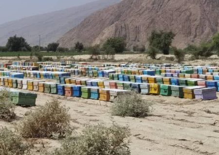 پیش‌بینی تولید بیش از ۷۴ تن عسل در شهرستان بستک
