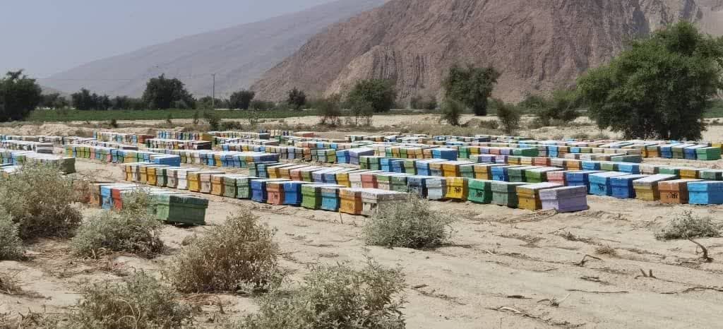 پیشبینی تولید بیش از ۷۴ تن عسل در شهرستان بستک